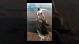 High Speed Seal Bull Rescue #shorts