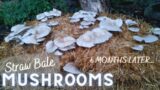 How To Grow Mushrooms Outdoors! |6 Month UPDATE|