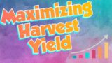 How To Maximize Harvest Yield Quality