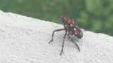 I spotted a spotted lanternfly, but I didn't know what it was (Read description below.).