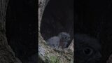 Kestrel chick peeps outside nest for first time
