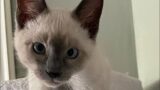 Little TroubleMaker#Siamese kitten