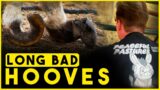 Long Bad Hooves – Horse Shelter Heroes S4E22