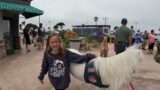 Lt. Rowdy miniature horse in Ventura Harbor 1 of 6 70223