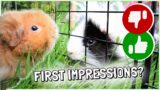 New Guinea Pig Meets Friends for First Time!