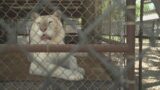North Texas animal sanctuary now home to big cats from famed Siegfried & Roy's Secret Garden