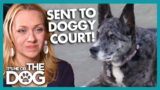 Owner Sent to Doggy Court Over Noisy Dog! |  It's Me or The Dog