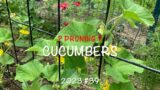 Pruning cucumbers 2023 #39