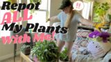Repot ALL of my Houseplants + Rearranging Indoor Plant Decor  | Pregnancy Week 9 (Day 2, 3, 4 & 5)