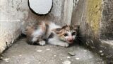 Rescue Sick kitten that the mother cat does not take care of is waiting for help in the corner