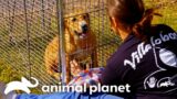 Rescue Stories That Will Melt Your Heart | Pitbulls and Parolees | Animal Planet