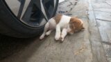 Rescue the little angel poisoned on the street.  God gave a miracle to the puppy