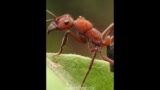 Saitama vs Ant (Real Life) #shorts