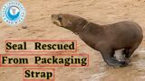 Seal Rescued From Packaging Strap