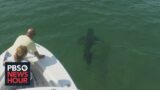 Shark tracking efforts ramped up after wave of encounters off Northeastern coast