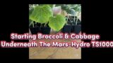 Starting Broccoli & Cabbage Underneath the Mars-Hydro TS 1000