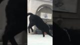 SuperCat to the Rescue! #cats #flyhigh #slowmotion #slomo #cat #blackcats ##jumping