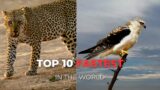 THE TOP 10 FASTEST ANIMALS IN THE WORLD