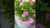 Terra Cotta Paint Flower Pot Upgrade