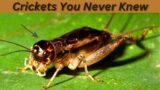 The Ultimate Guide to the Cricket _ From Habitat to Habits ll @Birds&AnimalsLovers