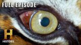 The UnXplained: The Extraordinary Superpowers of Animals (S1, E16) | Full Episode