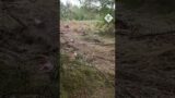 Ukrainian soldier detonates mine with a large stick