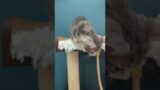 Video of adoptable pet named Wolfsbane