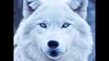 Werewolf the Podcast (Audio Only) Nock Nock jokes can not be this hard. #werewolf  #werewolves #joke