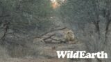 WildEarth – Sunrise Safari –  14 July 2023