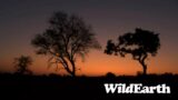 WildEarth – Sunset Safari – 19 July 2023