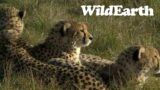 WildEarth – Sunset Safari – 20 July 2023