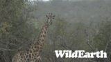 WildEarth – Sunset Safari – 21 July 2023