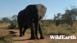 WildEarth – Sunset Safari – 23 July 2023