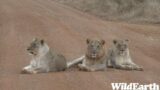 WildEarth – Sunset Safari -28 June 2023
