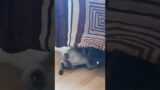 a troublemaker dog #animals #funny #dog #funnyvideos #puppy #pug #cdmx #like #reels #cats #fyp