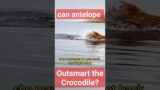 "Against all odds: Watch an antelope fight off a crocodile and escape to safety"