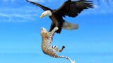 10 of the Best Eagle Attacks Ever Witnessed 2023