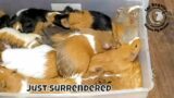 23 Guinea Pigs Surrendered In Unexpected Surprise