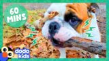 60 Minutes Of Dogs Being Hilarious And Adorable | 1 Hour Of Animal Videos | Dodo Kids