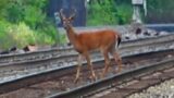 8 Point Buck Deer On Tracks w Train Coming! 3 Engine UP and NS Train Elephant Style Meets CSX Train!