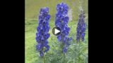 Aconitum  47