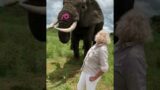 Adorable Elephant Pranks Human! #Shorts