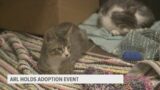Animal Rescue League of Iowa holds successful 'Name Your Price' adoption event