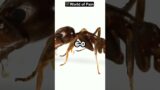 Ant vs Worm