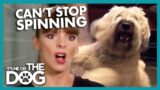 Anxious Dog Just Won't Stop Spinning! |  It's Me or The Dog