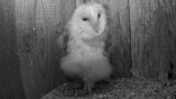 Barn Owl Baby Topples Over in Sleep | Rescue & Returned to the Wild | Robert E Fuller