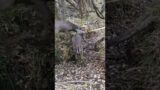 Big Bucks Fighting To The Death Saved By Deer Hunters #shorts #hunting #deer #wildlife #nature