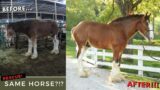 Clydesdale Horse RESCUE! Oliver's Unbelievable Transformation!!!