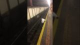 Cornell student rescues man from NYC subway tracks seconds before train arrives |#shorts