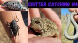 Critter Catching #4 (Catching a Giant Cricket, Woodhouse Toad,  Whiptail Lizards, and Racer Snakes)